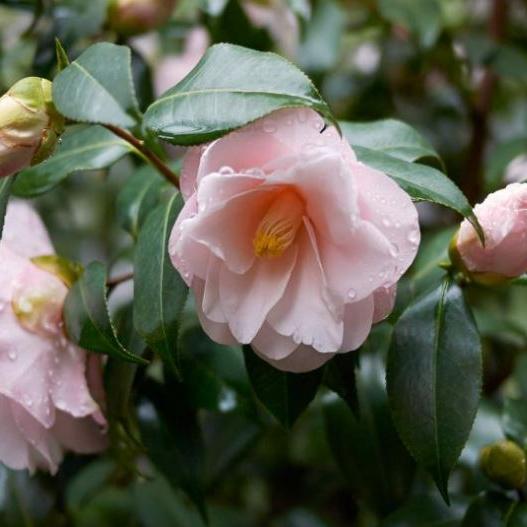 Camellia Jap. High Fragrance - Shrubs - Windyridge Garden Centre