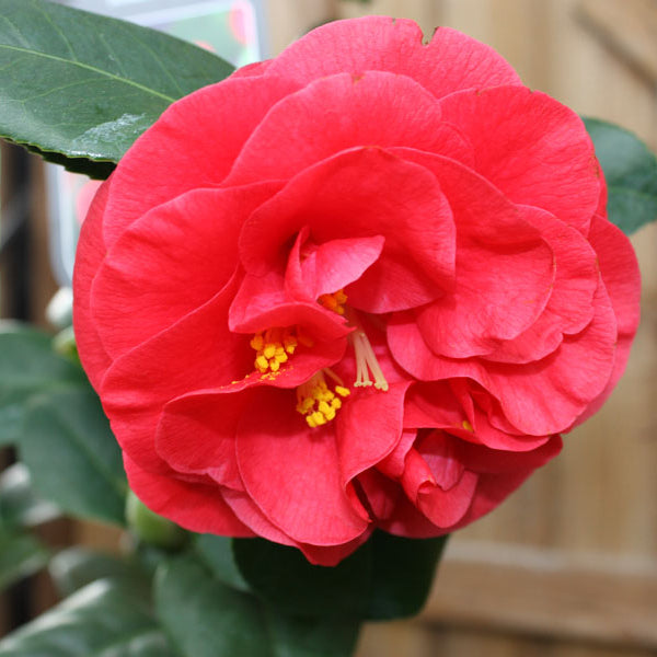 Camellia Jap Lady Campbell - Shrubs - Windyridge Garden Centre