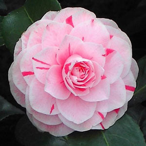 Camellia J. Bonomiana - Shrubs - Windyridge Garden Centre