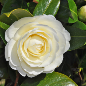 Camellia Jap Dahlonega - Shrubs - Windyridge Garden Centre