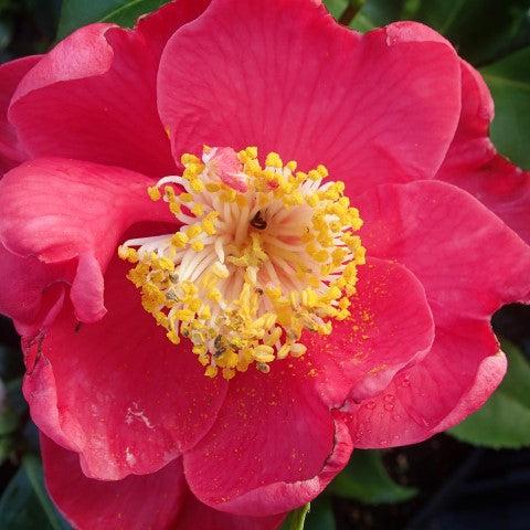 Camellia jap. Dr. King