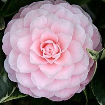 Camellia Jap. Nuccios Cameo - Shrubs - Windyridge Garden Centre
