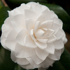 Camellia Jap. April Snow - Shrubs - Windyridge Garden Centre