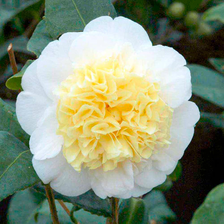 Camellia J. Brushfields Yellow - Shrubs - Windyridge Garden Centre