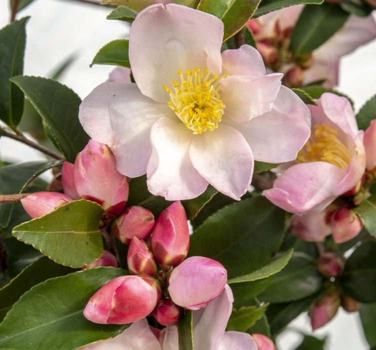 Camellia Jap. Fairy Blush - Shrubs - Windyridge Garden Centre