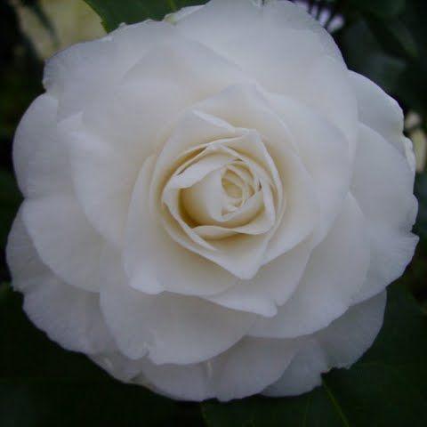 Camellia jap. Centifolia Alba