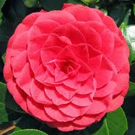 Camellia Jap Black Lace- Shrubs - Windy Ridge Garden Centre
