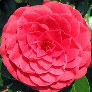Camellia Ret. Black Lace - Shrubs - Windyridge Garden Centre