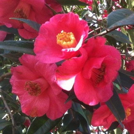 Camellia Ret. Crimson Candles - Shrubs - Windyridge Garden Centre
