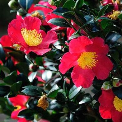 Camellia-sas.-Yuletide-Flower-1