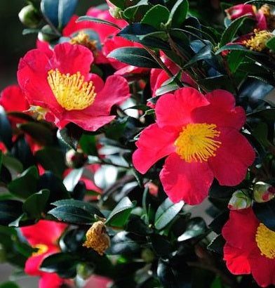 Camellia Sas. Yuletide Red - Shrubs - Windyridge Garden Centre