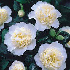 Camellia wil. Jurys Yellow