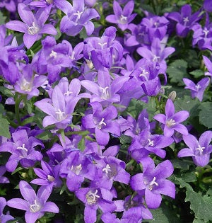 Campanula Ambella Lavender - Herbaceous - Windyridge Garden Centre