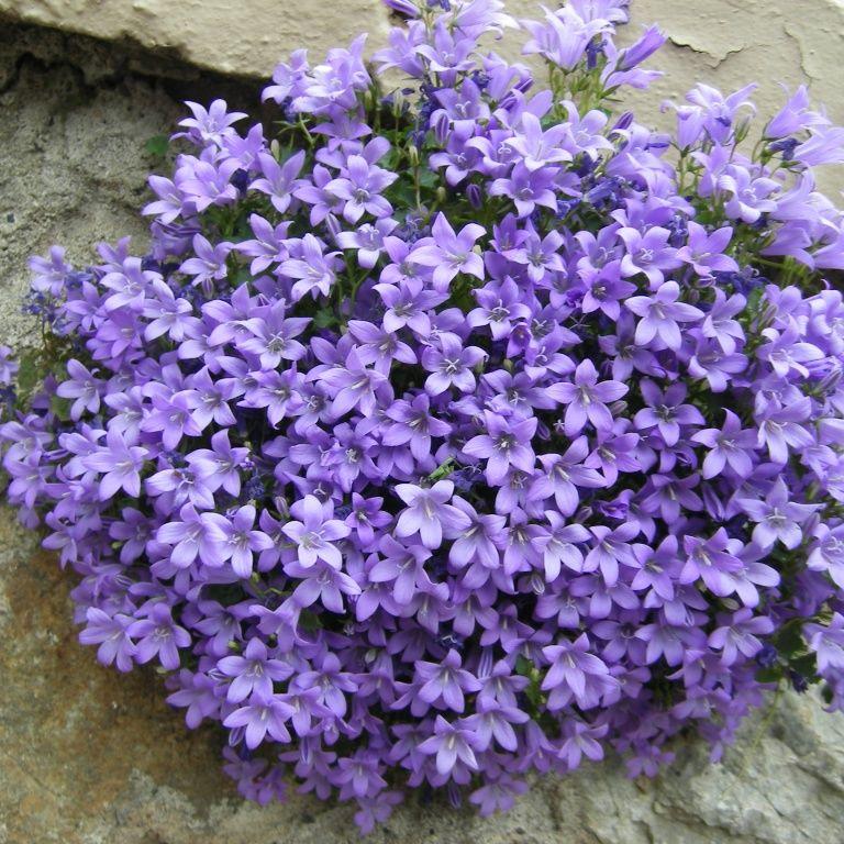 Campanula-muralis-Plant