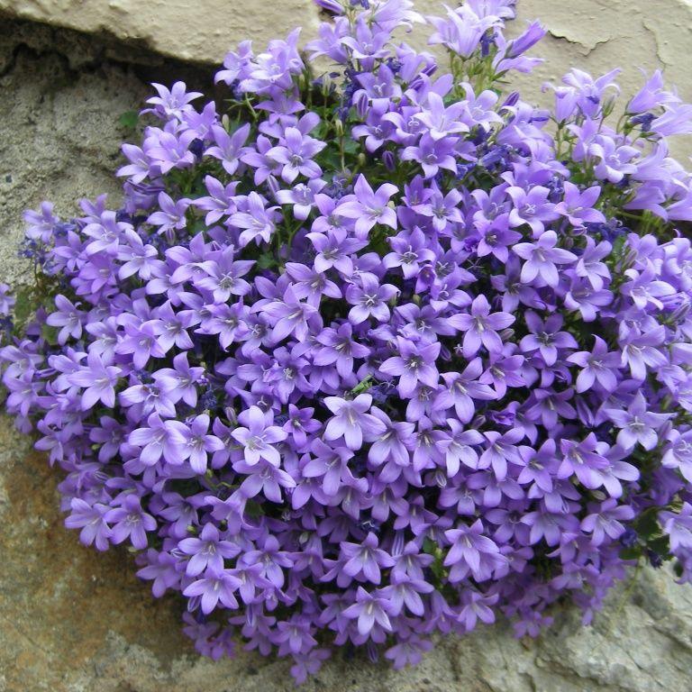 Campanula Muralis - Bedding - Windyridge Garden Centre