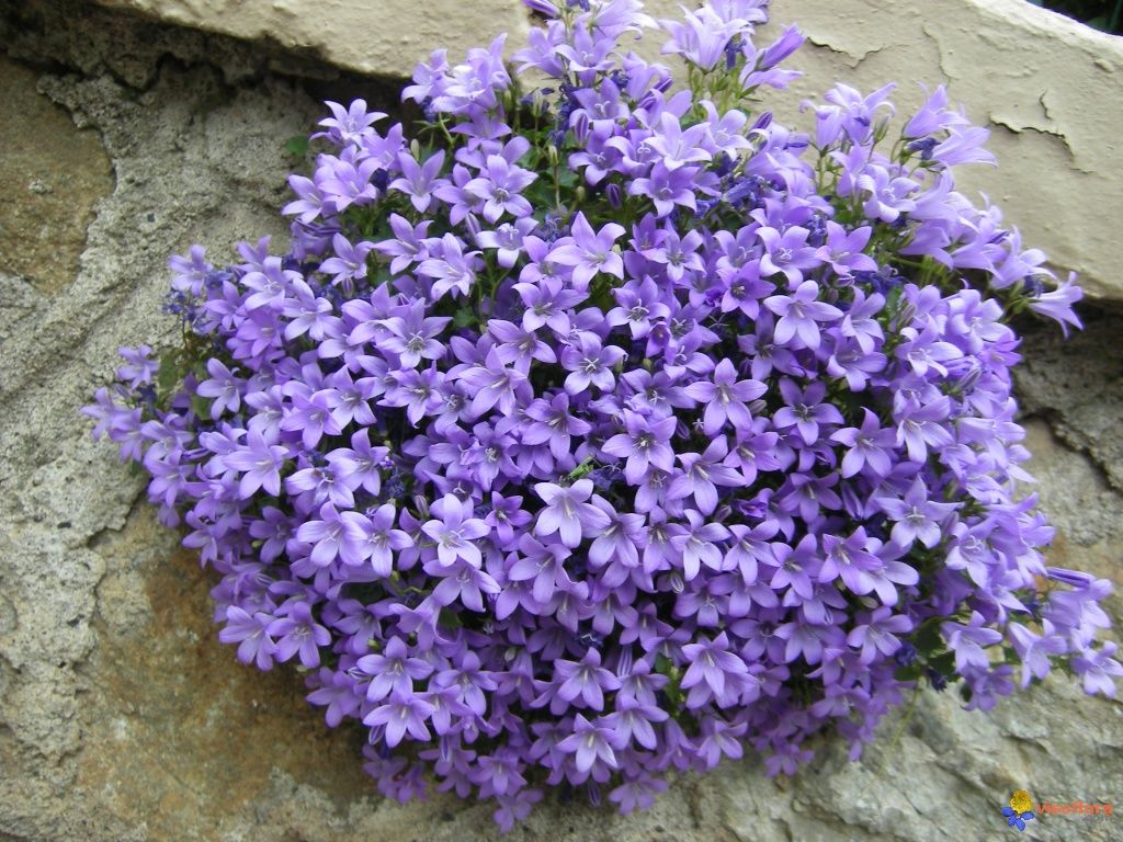 CAMPANULA port. Catharina