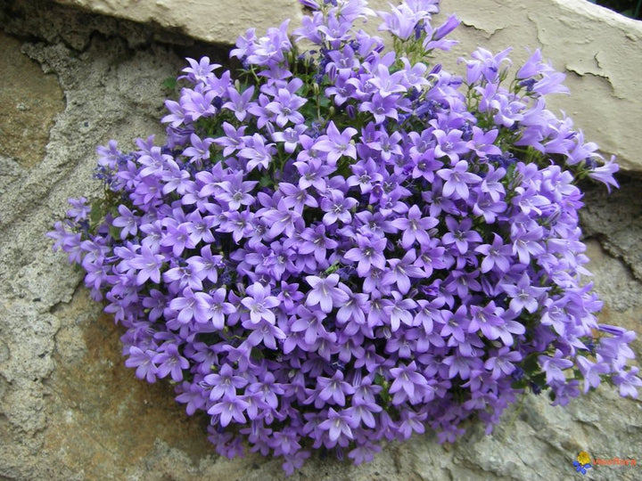 CAMPANULA port. Catharina