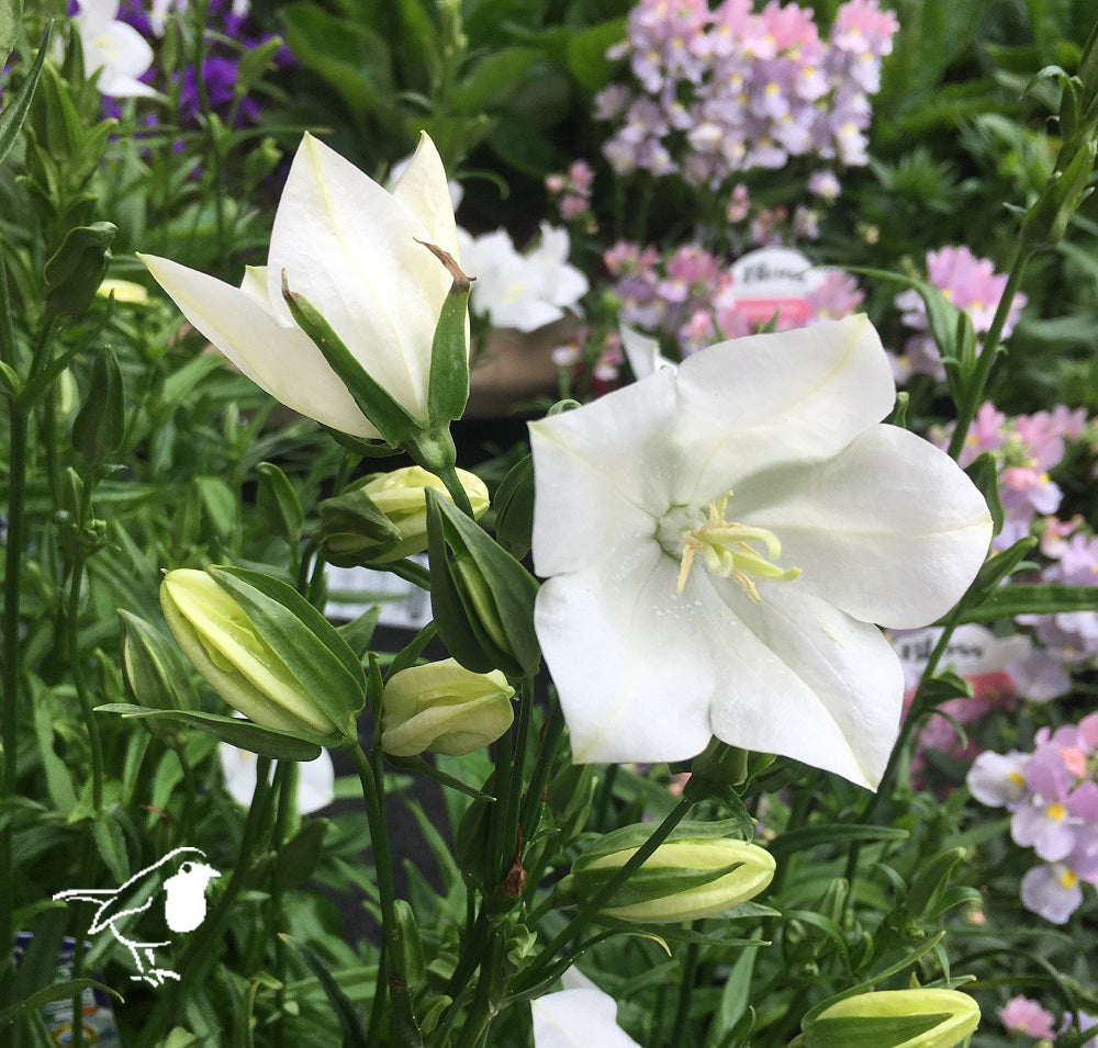 Campanula Persicifolia Alba -  - Windyridge Garden Centre
