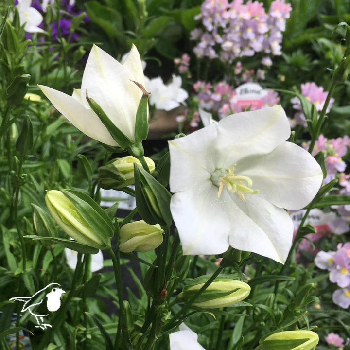 Campanula pers. alba