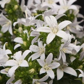 Campanula Ambella White