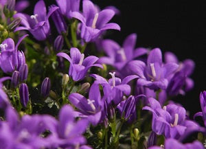 Campanula Ambella Intense Purple 12cm Pot