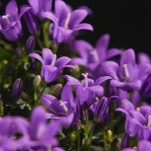 Campanula Ambella Intense Purple 12cm Pot