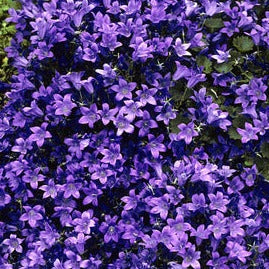 CAMPANULA port. Catharina