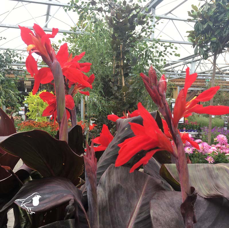 Canna Black Knight - Herbaceous - Windyridge Garden Centre