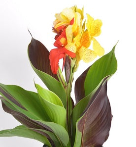 Canna Cleopatra Cleopatra - Herbaceous - Windyridge Garden Centre