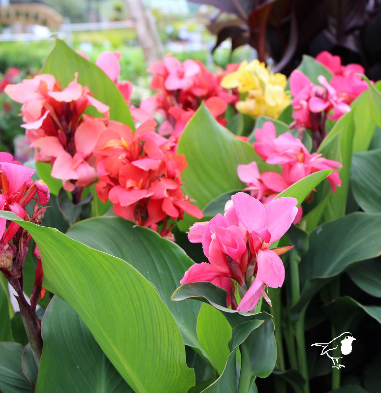 Canna Cannova Mix - Herbaceous - Windyridge Garden Centre