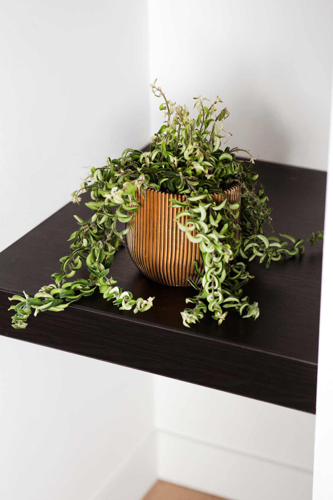 Planter Ball Groove Pot Black Gold Ø23cm H21cm