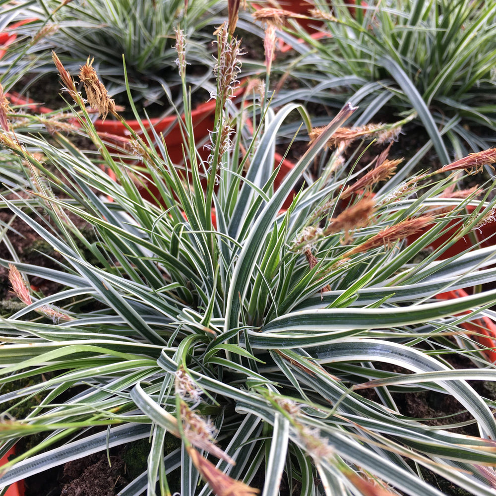 Carex Osh. Everest -  - Windyridge Garden Centre