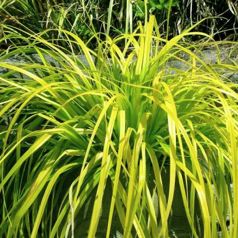 Carex Evirillo - Herbaceous - Windyridge Garden Centre