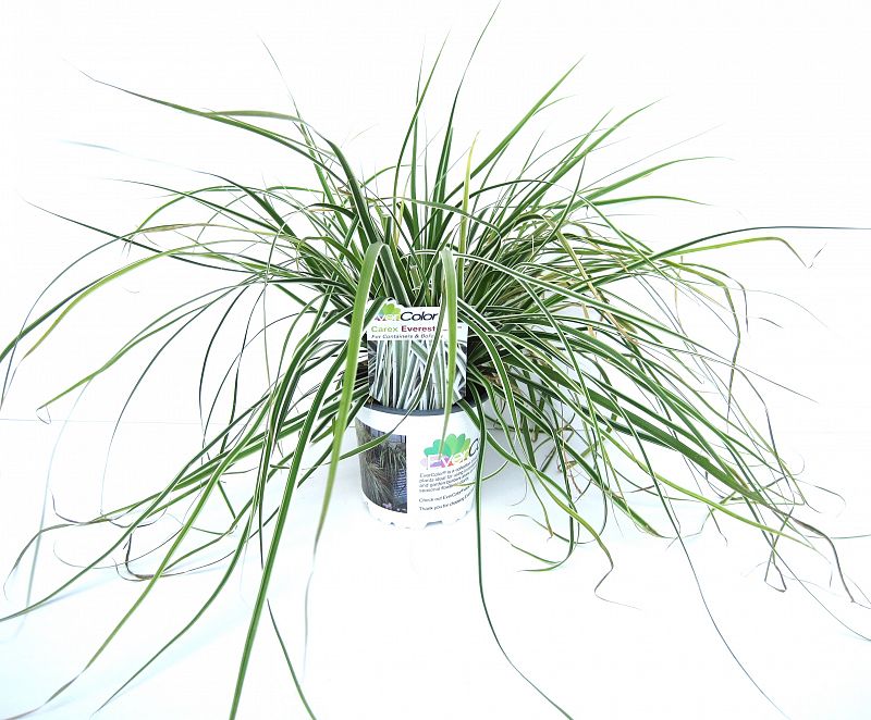 Carex Everest - Bedding - Windyridge Garden Centre