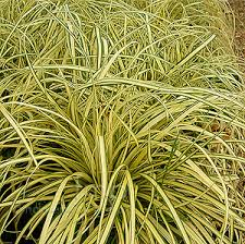Carex oshim. Evergold