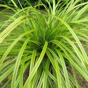 Carex Everlime - Herbaceous - Windyridge Garden Centre