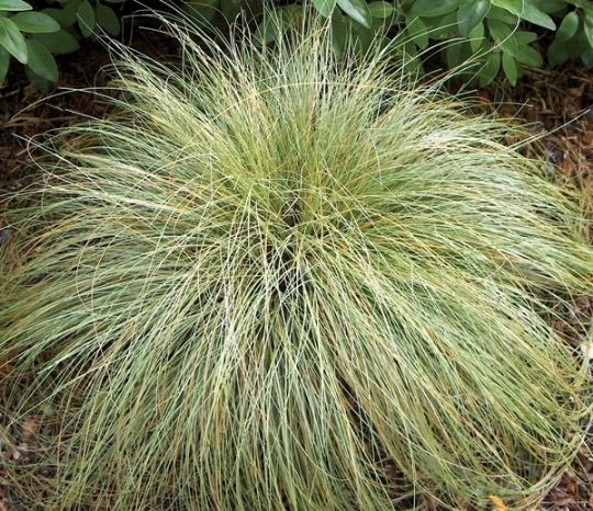 Carex (Frosted Curls)