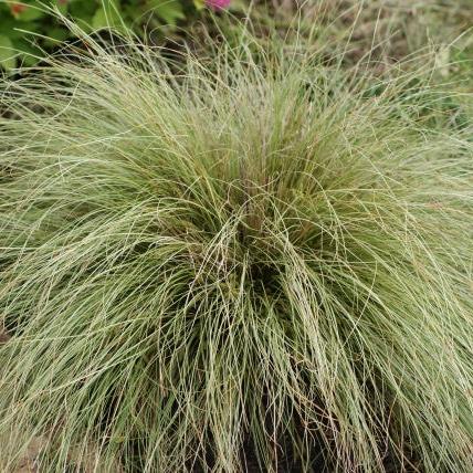 Carex comans Amazon Mist