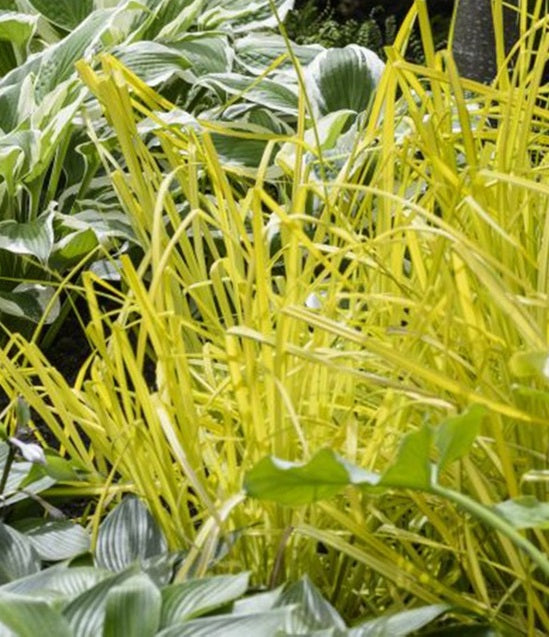 Carex Elata Aurea - Herbaceous - Windyridge Garden Centre