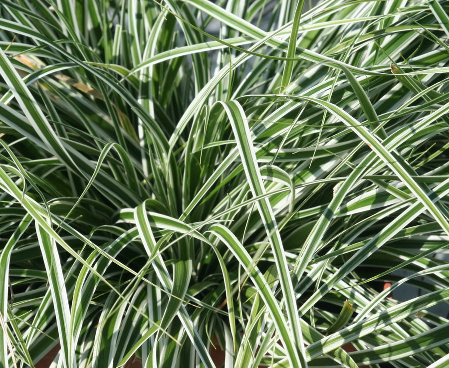 Carex Osh. Everest -  - Windyridge Garden Centre