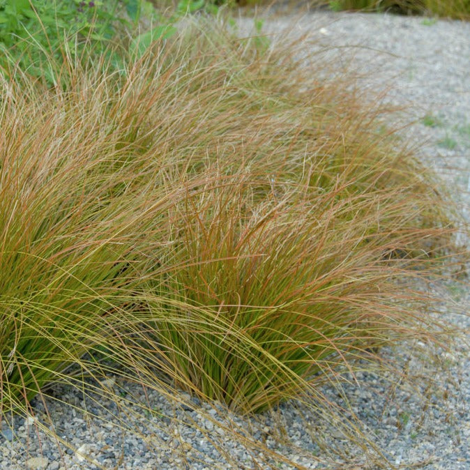 Carex-Testacea-Plant