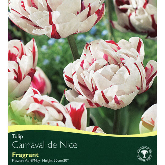 TULIP CARNAVAL DE NICE