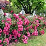 FLOWER CARPET PINK