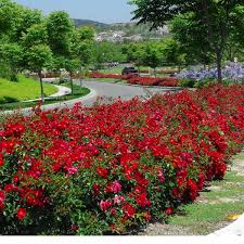 FLOWER CARPET RED VELVET