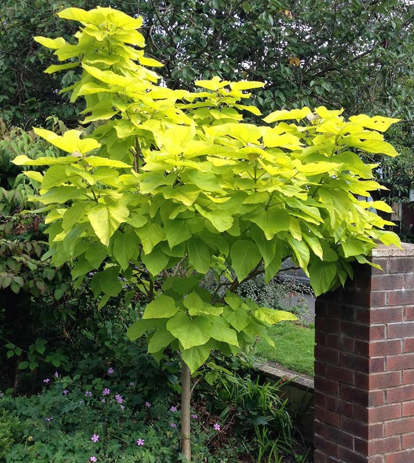 Catalpa Bignonioides Aurea - Trees - Windyridge Garden Centre