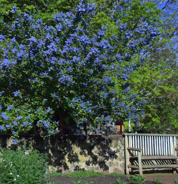 Ceanothus Trewithen Blue