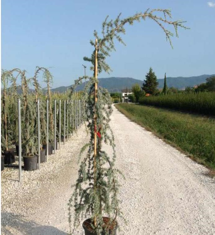Cedrus Libani Glauca Pendula - Trees - Windyridge Garden Centre