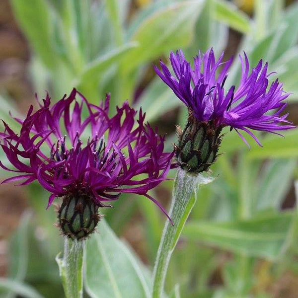 Centaurea  Amethyst Dream