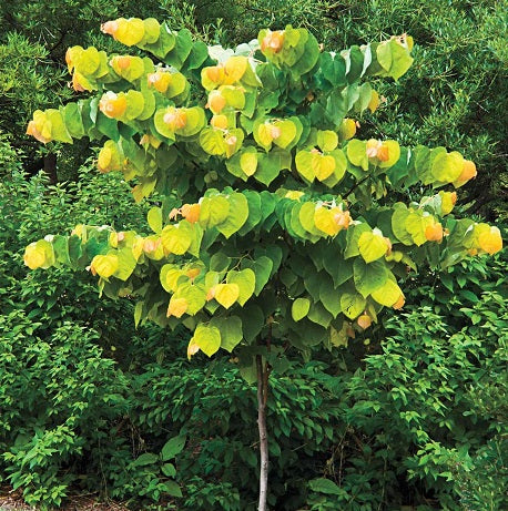 Cercis Can. Rising Sun  40 To 50 Cm - Shrubs - Windyridge Garden Centre