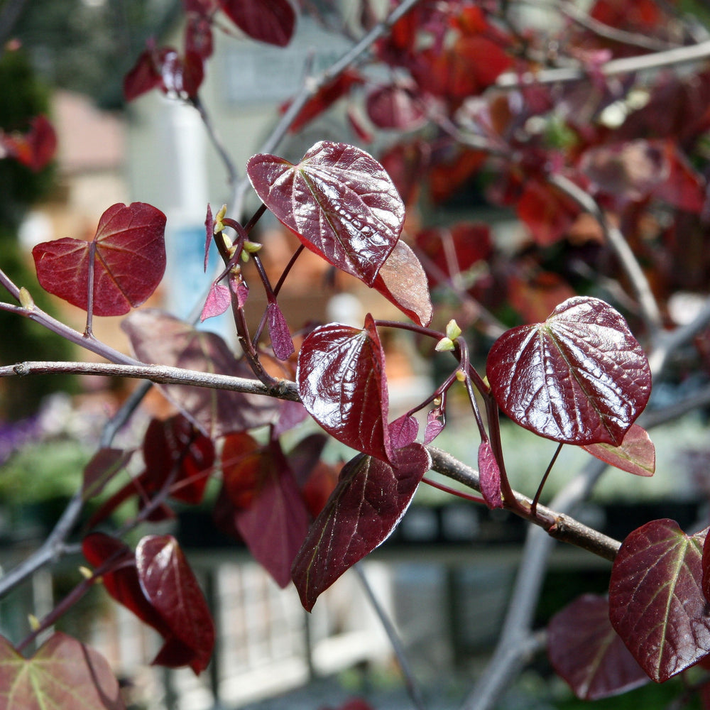 Cercis Can. Forest Pansy - Shrubs - Windyridge Garden Centre
